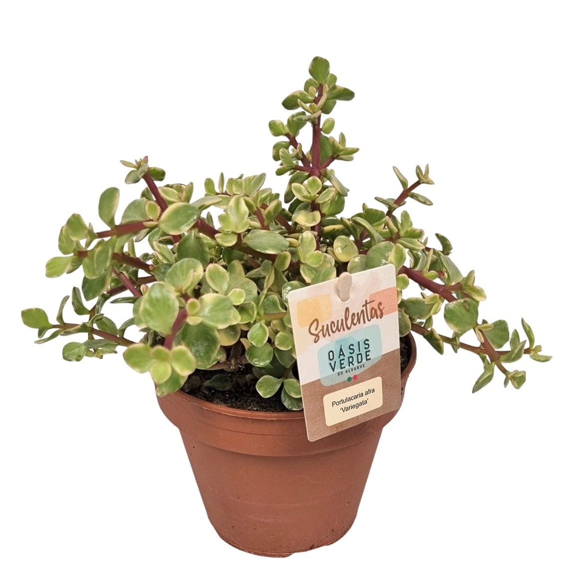 Portulacaria Afra Variegata - 1154, D 14 cm Portulacaria Afra Variegata - 1154, D 14 cm
