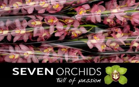 Цимбидиум Траффик x6 80, шт.