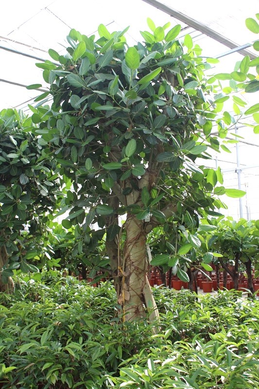 Ficus Benghalensis, D 96