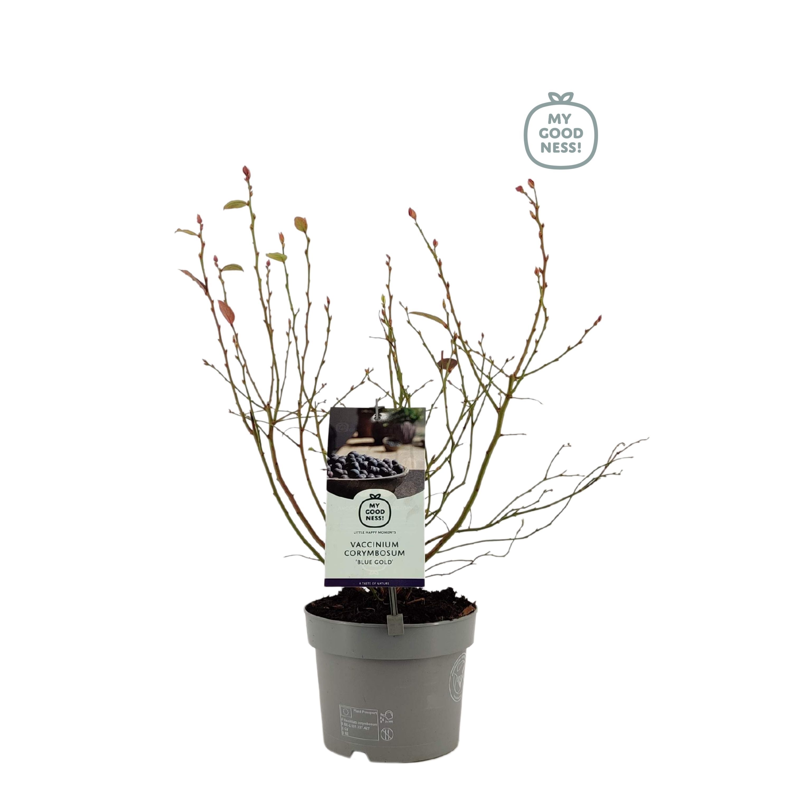 Vaccinium 20cm /2 liter 'Bluegold', D 17
