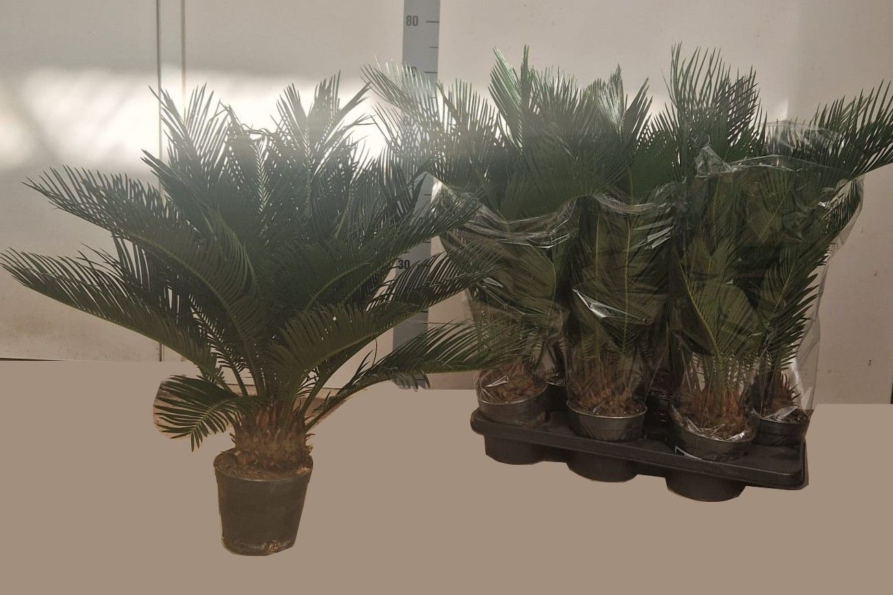 CYCAS REVOLUTA, D 15 cm CYCAS REVOLUTA, D 15 cm