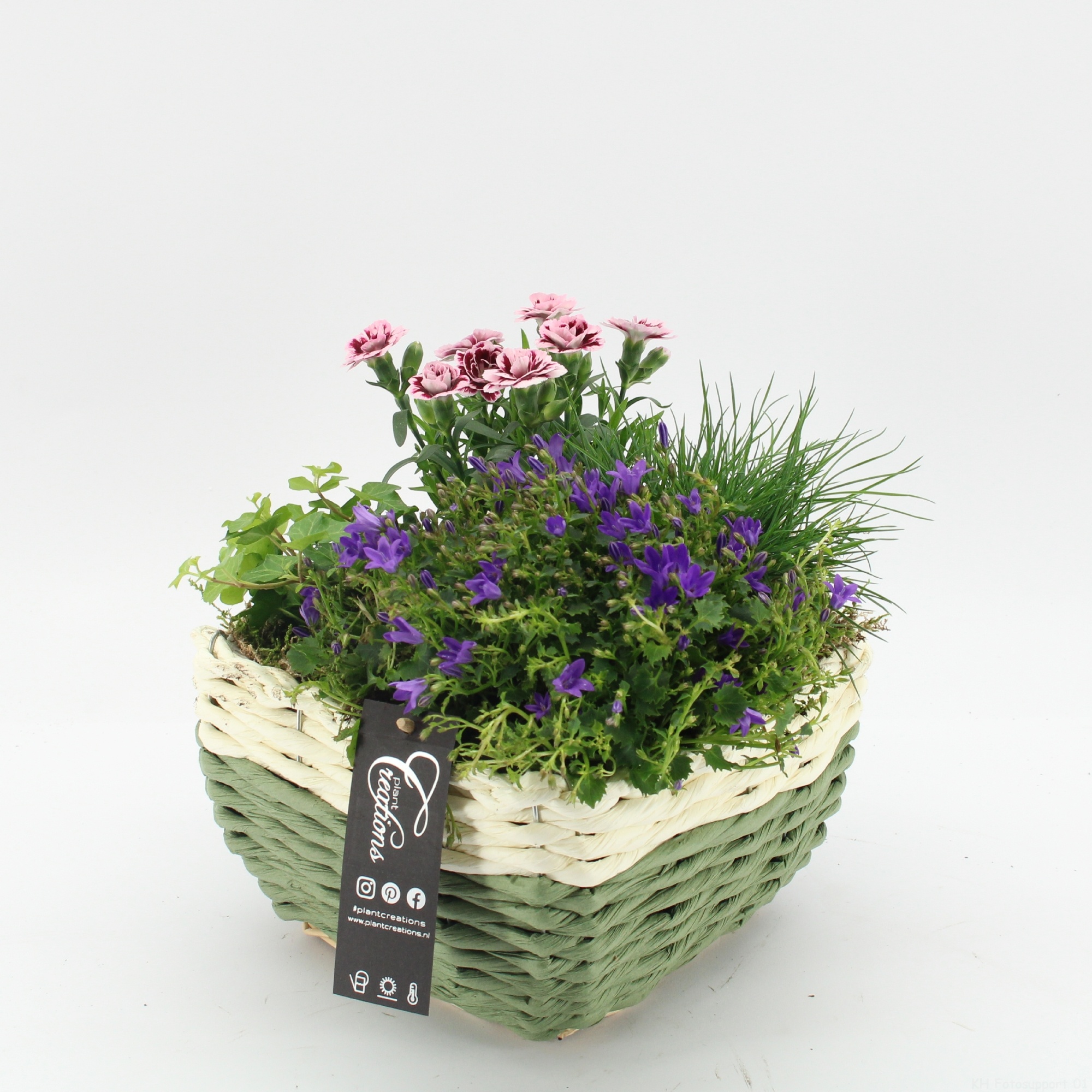 CACR-2614 Campanula creations, D 21