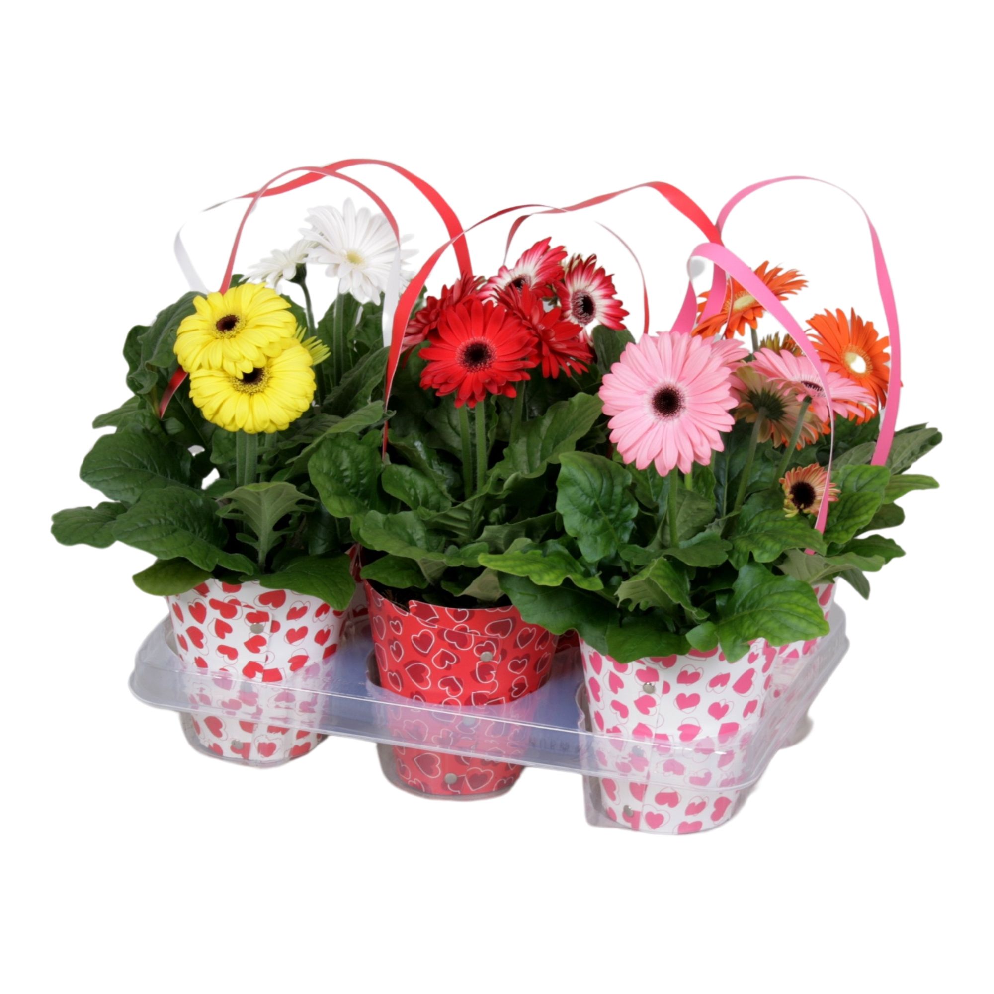 Gerbera gemengd 2+ in draagtas hartjes, D 12 cm