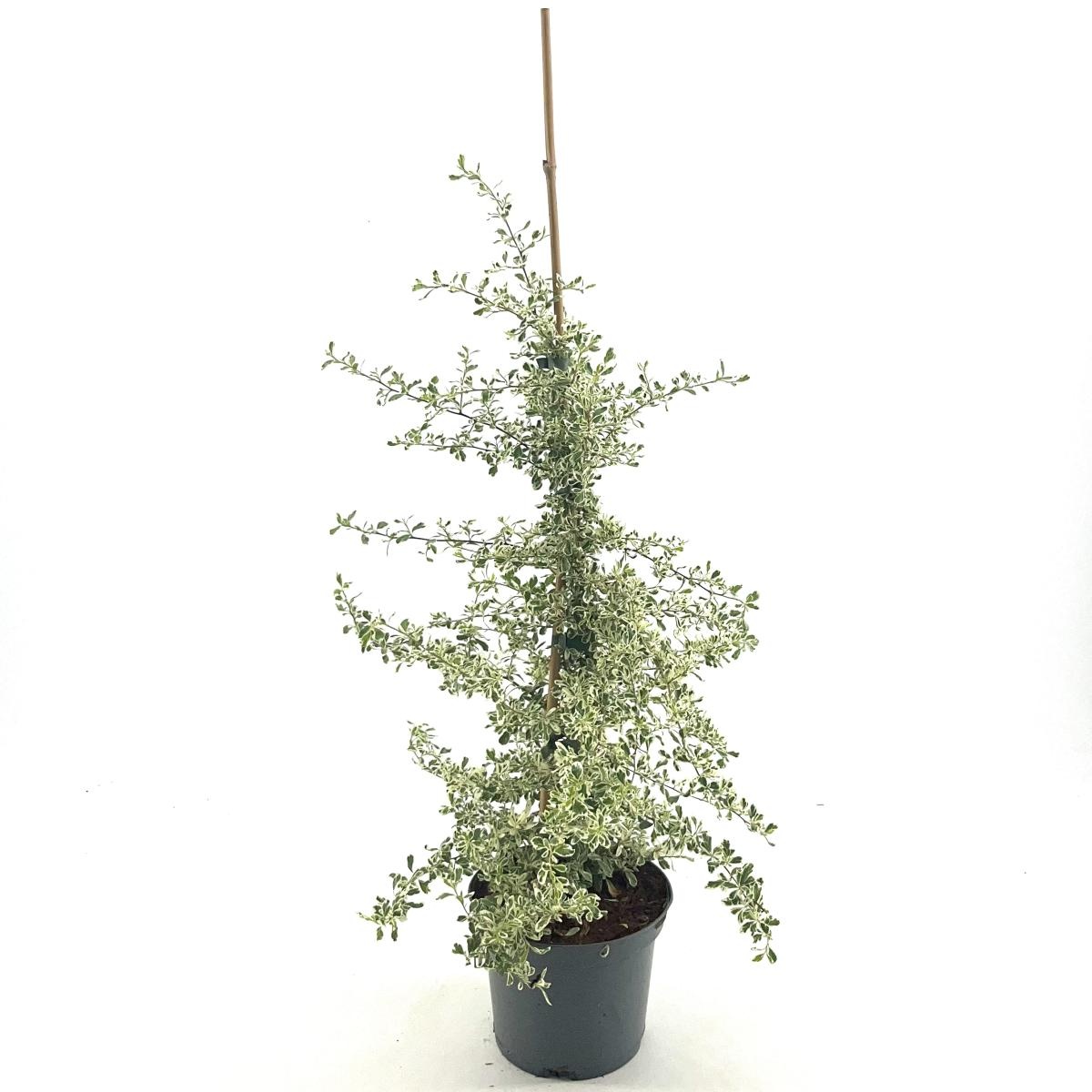 Pyracantha 'Sparkler', D 19 cm