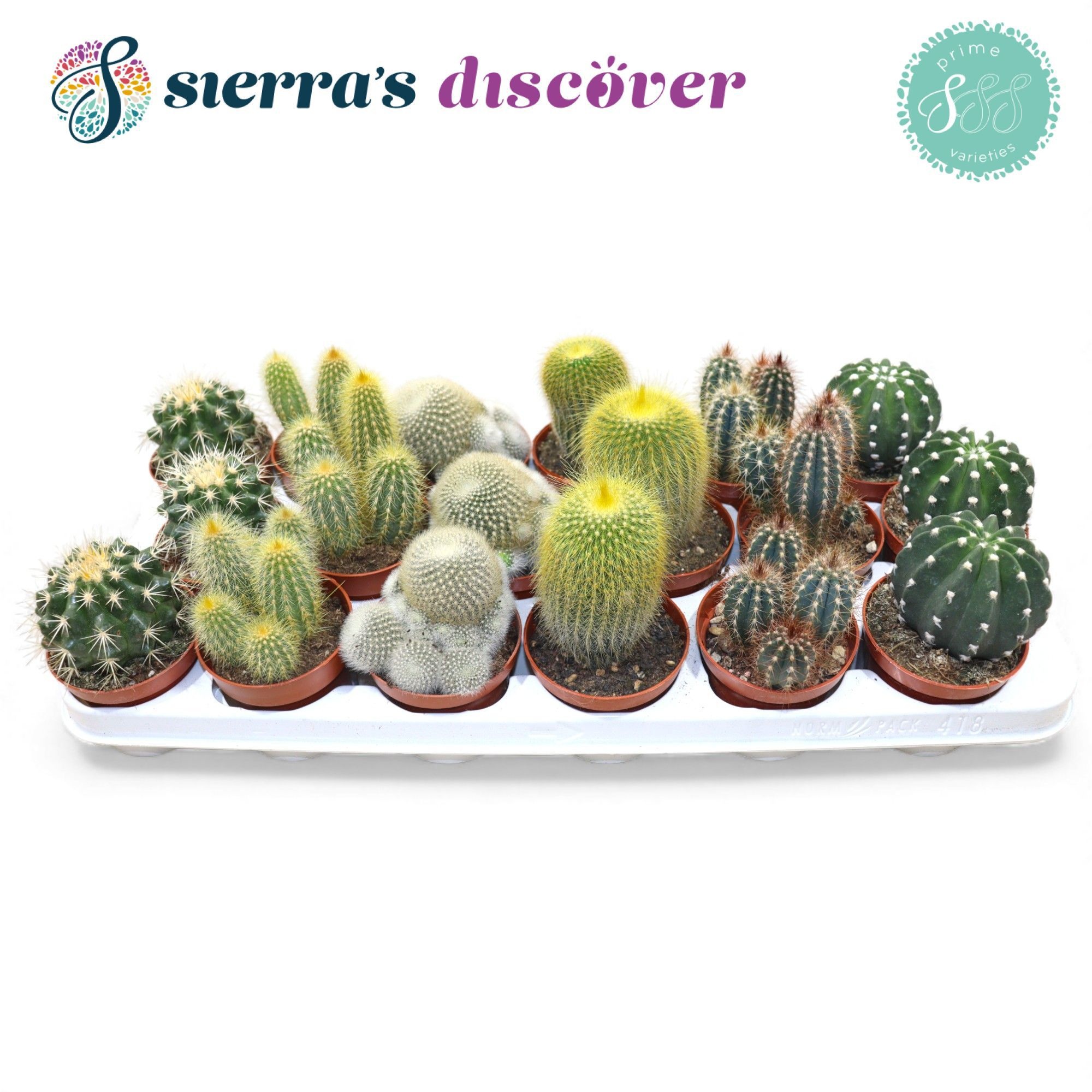 Discover® - Granada Cactus Mix (Prime), D 8,5