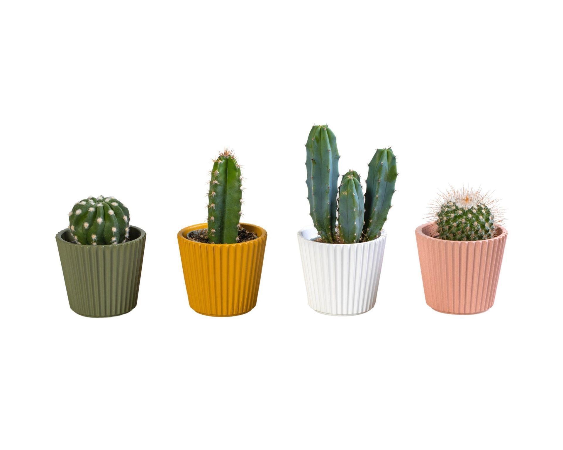 L 65909 with Cactus Mix 6 cm, D 6