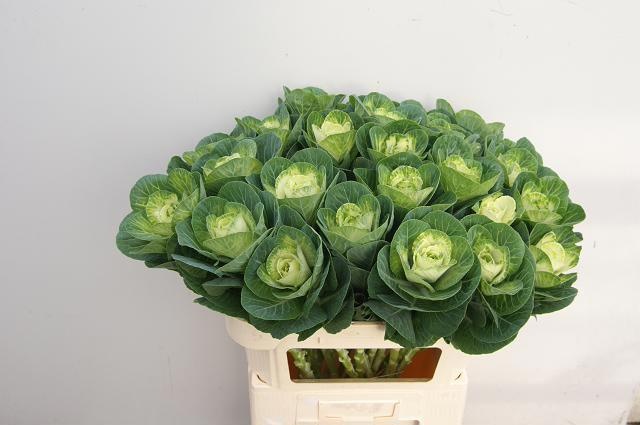 Брассика Вайт Крэйн 75, шт.