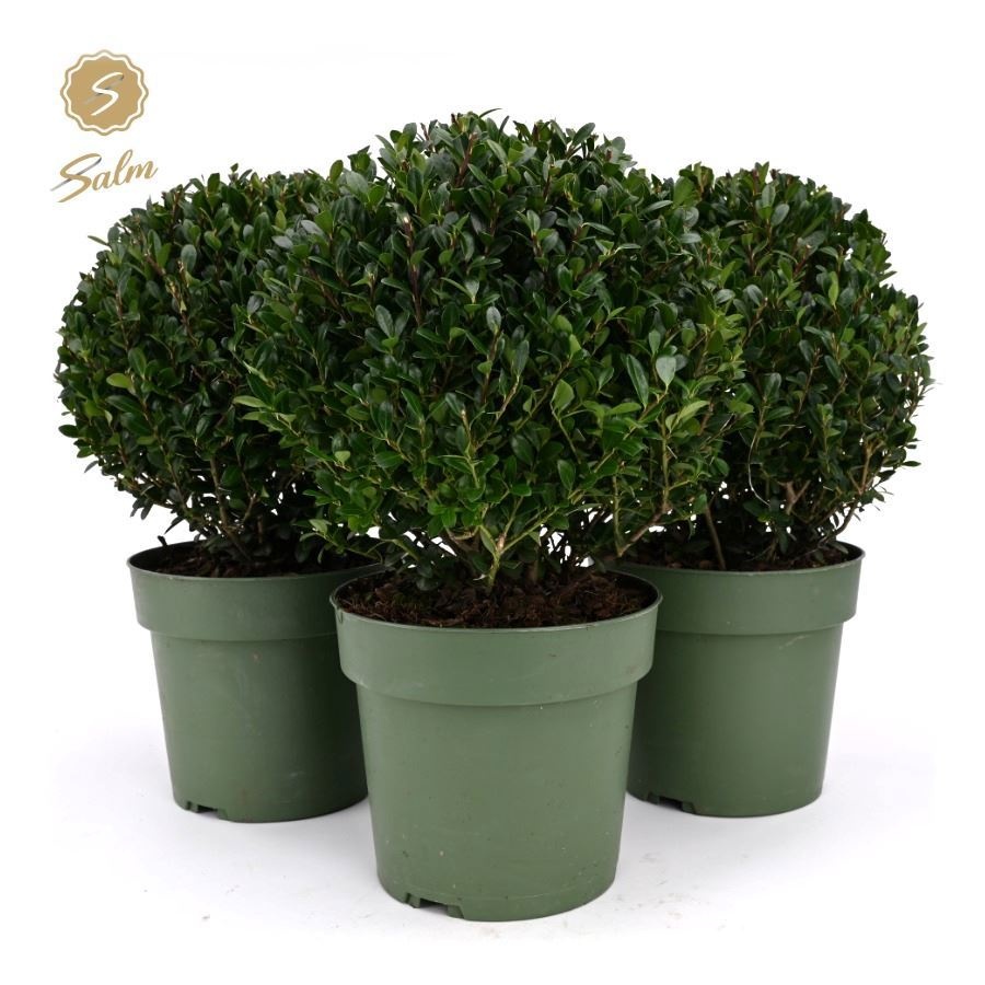 Ilex crenata 'Jenny'® Ball Ø20cm P17, D 17