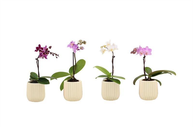 Ruby p06 vanilla Phal Tiny Dolls mix 1T7+ Aqu@, D 6