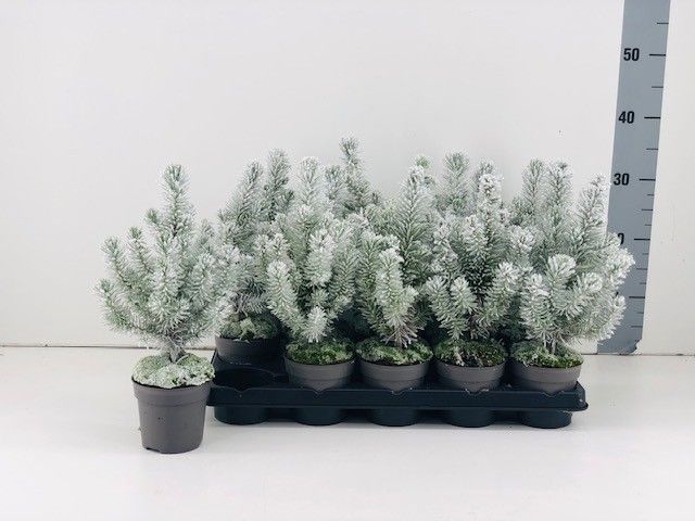 TDM P10.5 : 25ELL21 Pinus P10,5 Snow, D 10,5