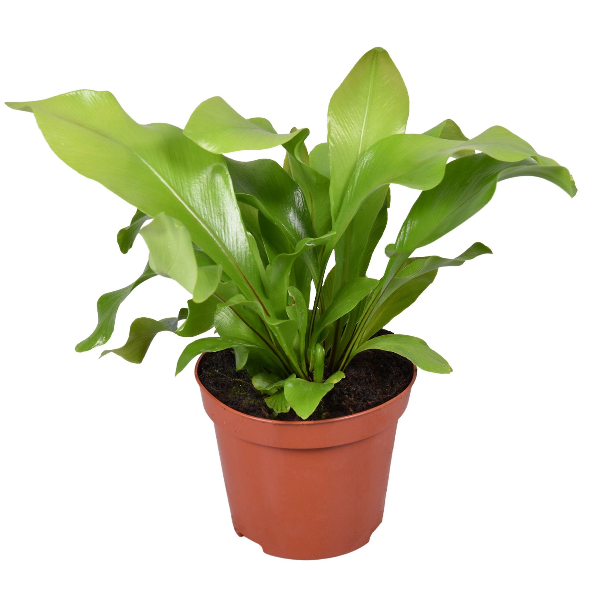 Asplenium Nidus, D 8