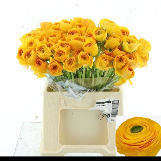 Ранункулус Саксесс Омега 40, шт.