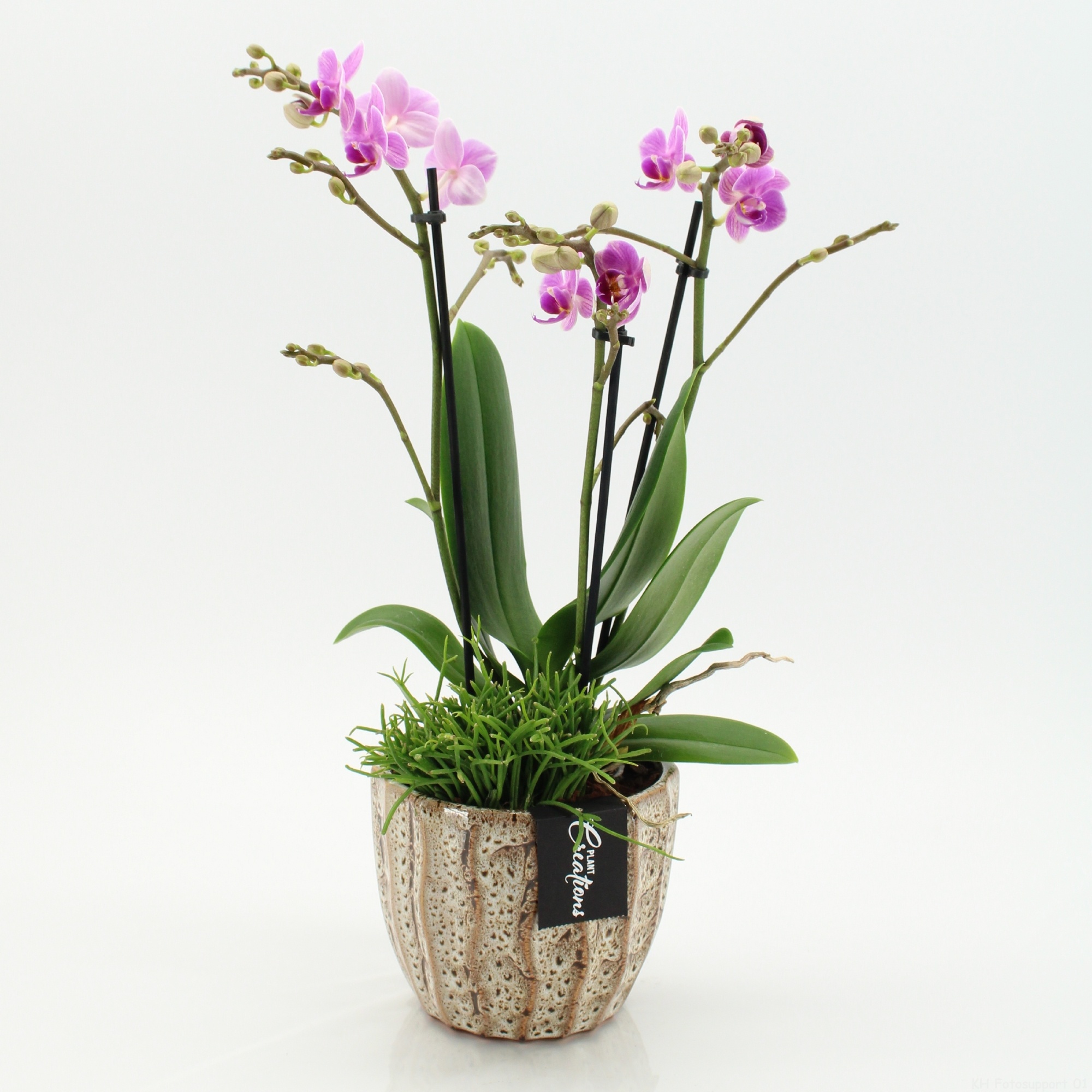 PHAL-2603RZ Phalaenopsis creatie, D 14