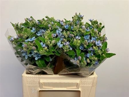 Оксипеталум Таниока Пьюр Блю 40 (голуб.), шт.