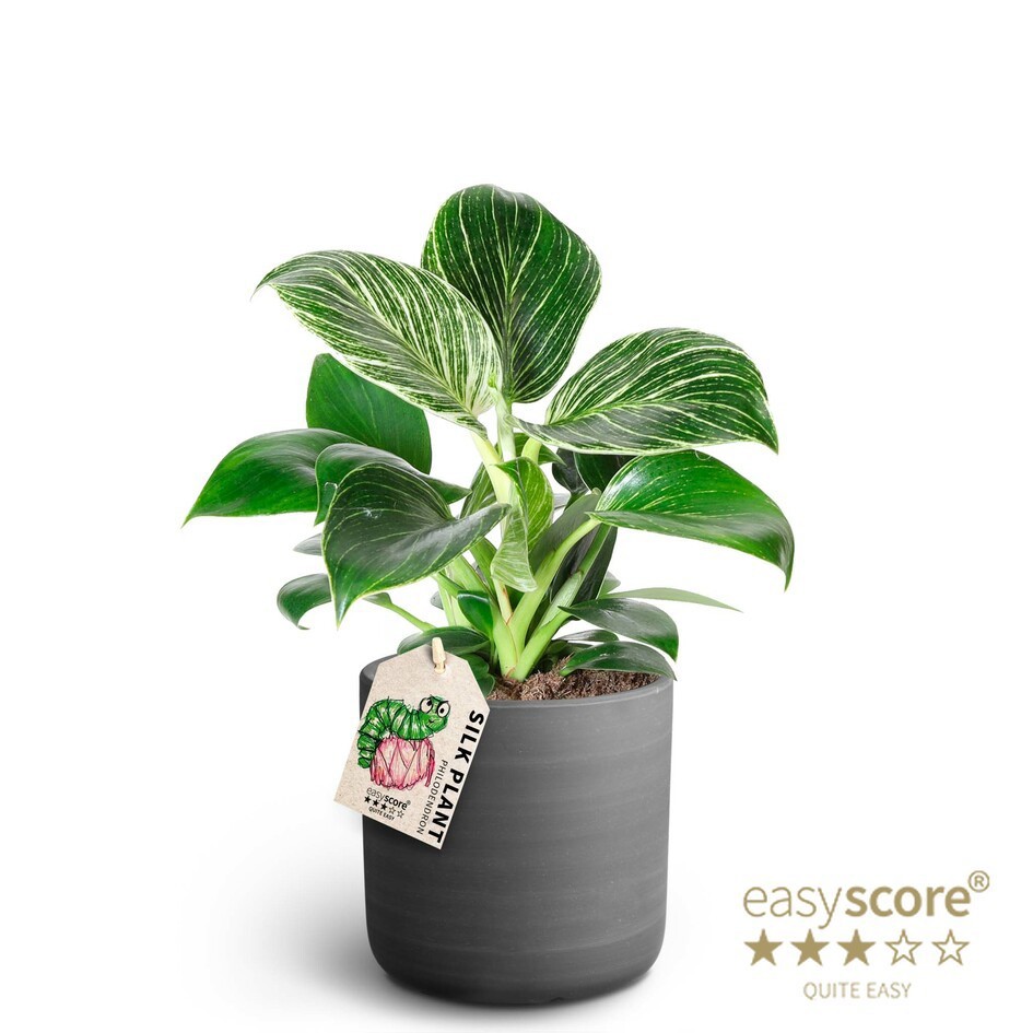 Raw Black, Philodendron ´White measure´, D 12