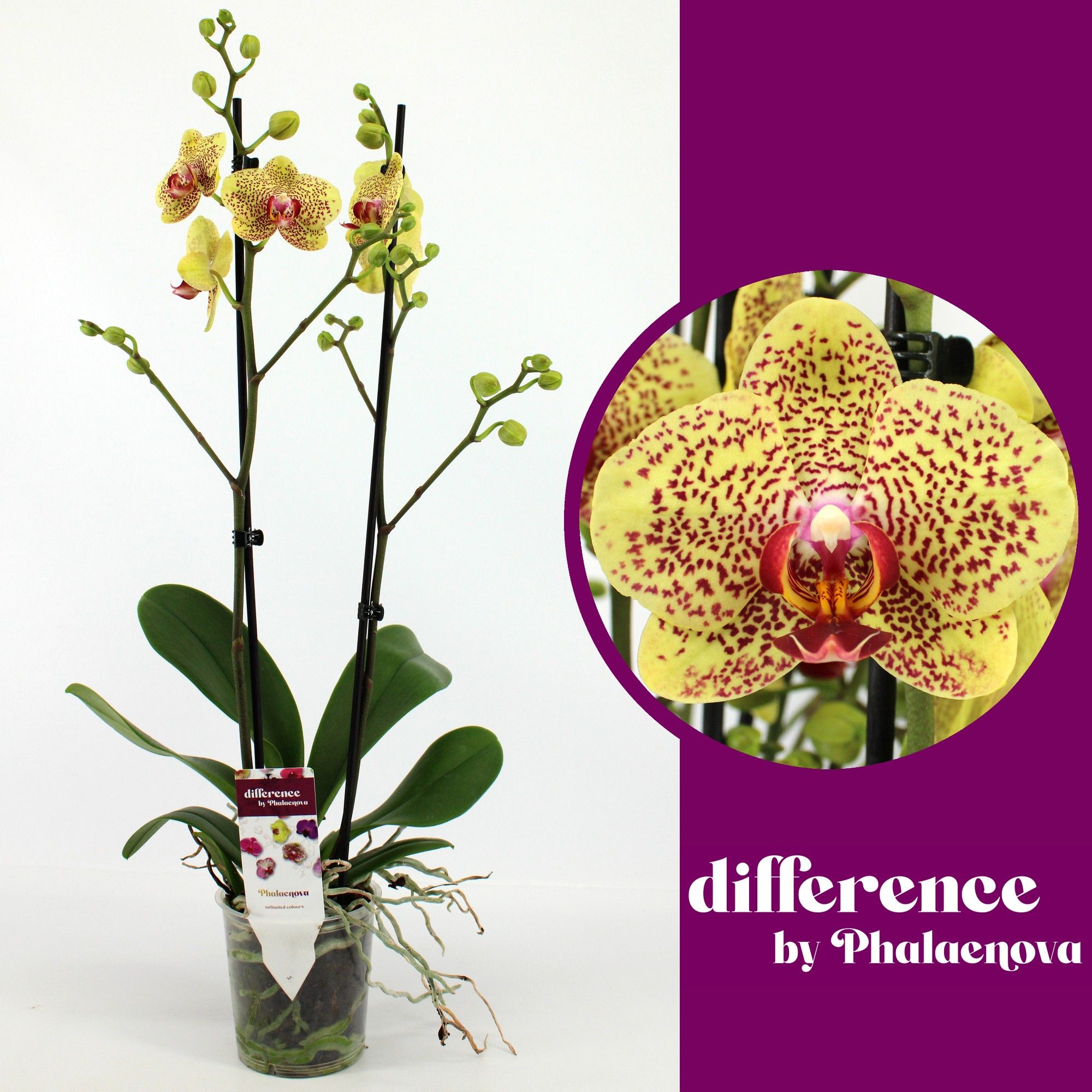 Fancy Freckles 2-tak 60cm (GROEN), D 12