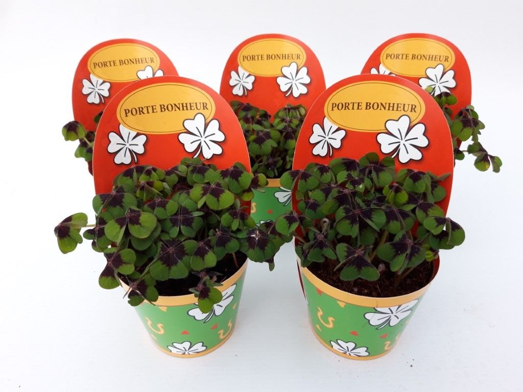 Gelukpotje Frans, D 9 cm