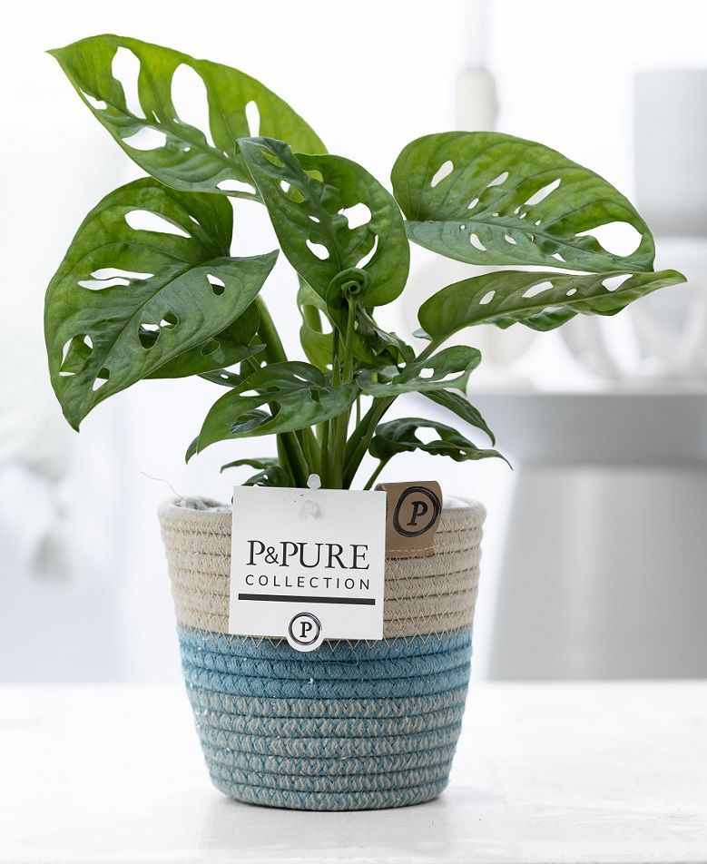 Monstera Adansonii in P&PURE Fashionpot Valerie, D 12