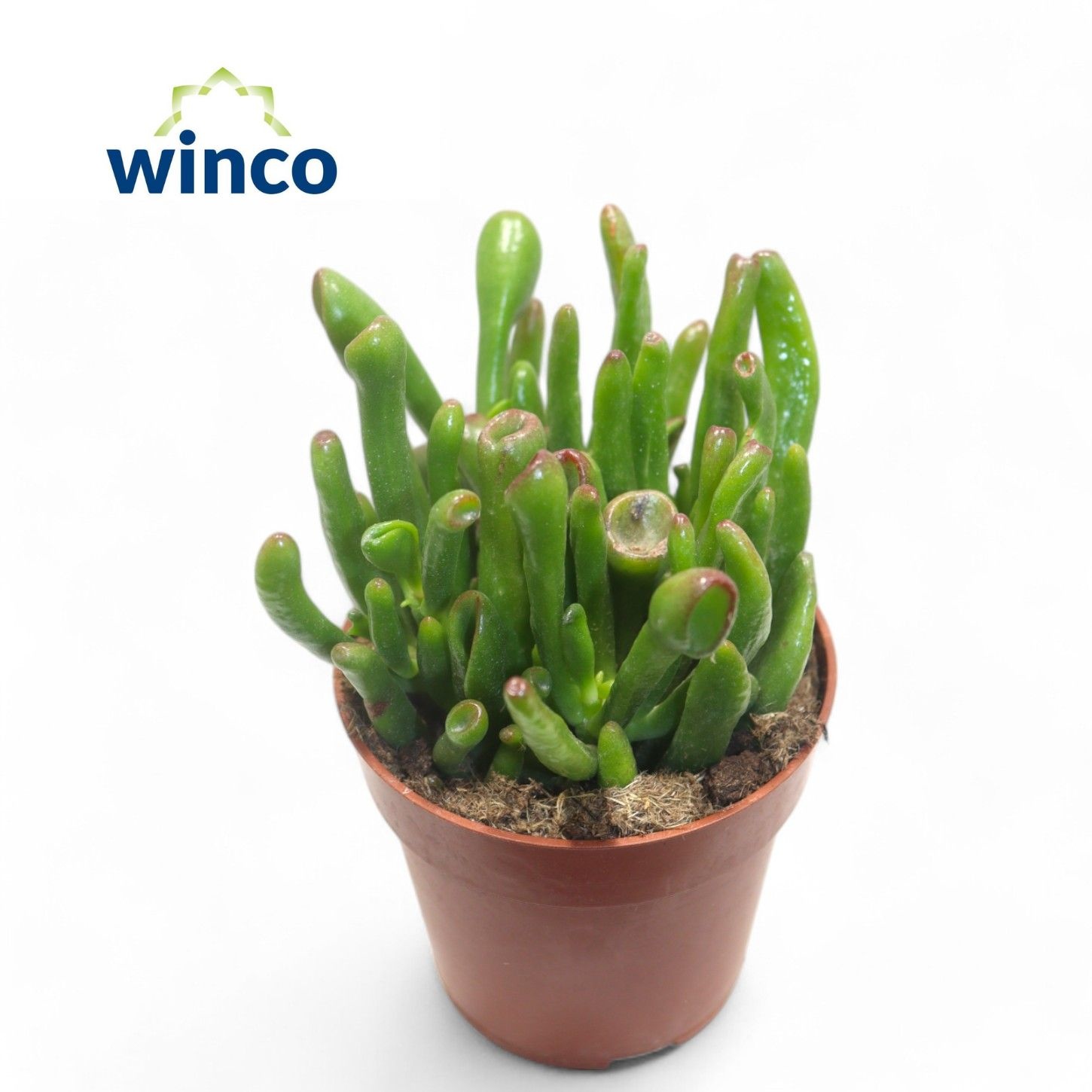 Crassula Hobbit, D 5,5 cm Crassula Hobbit, D 5,5 cm