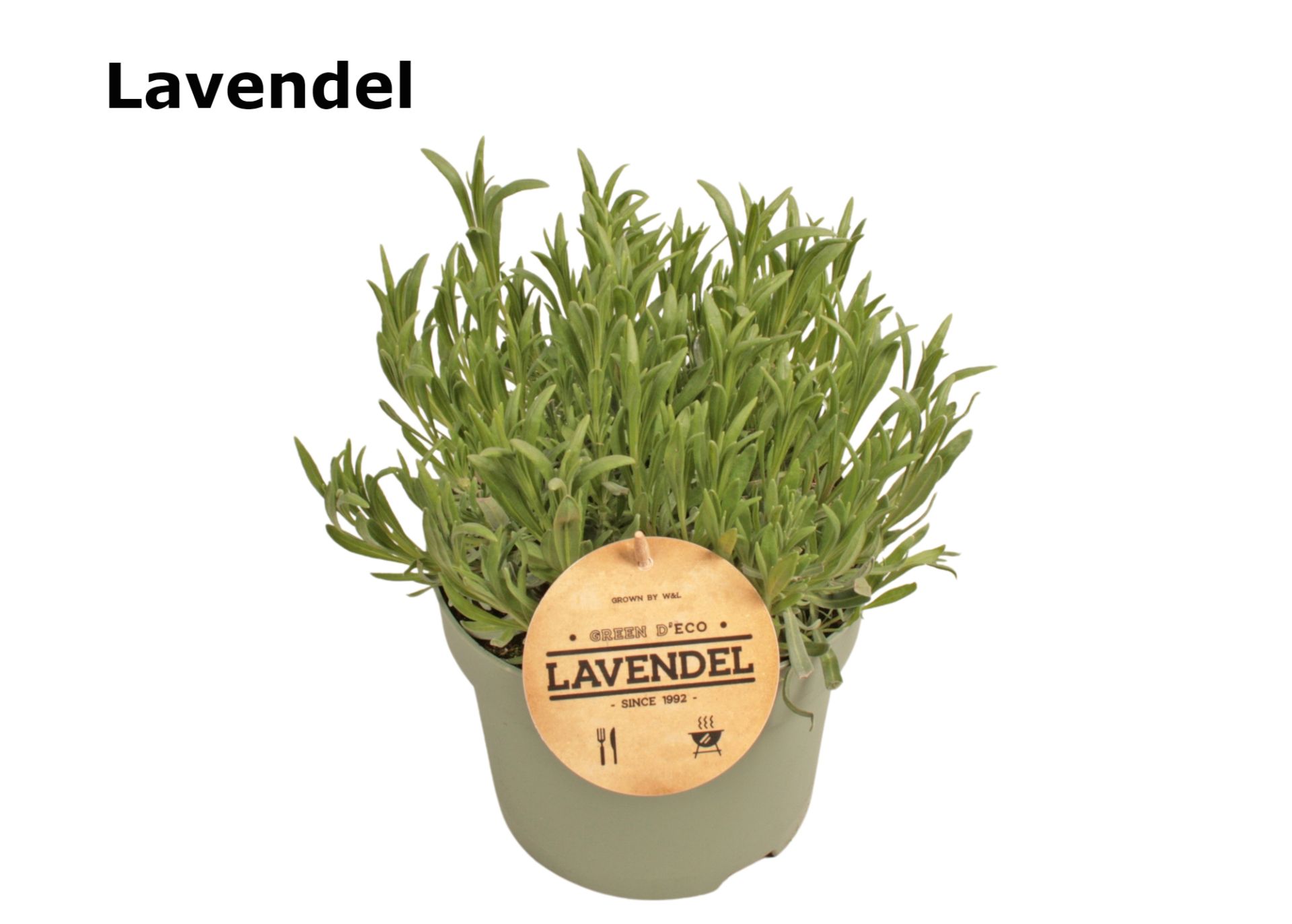 Lavendel 19 cm, D 19