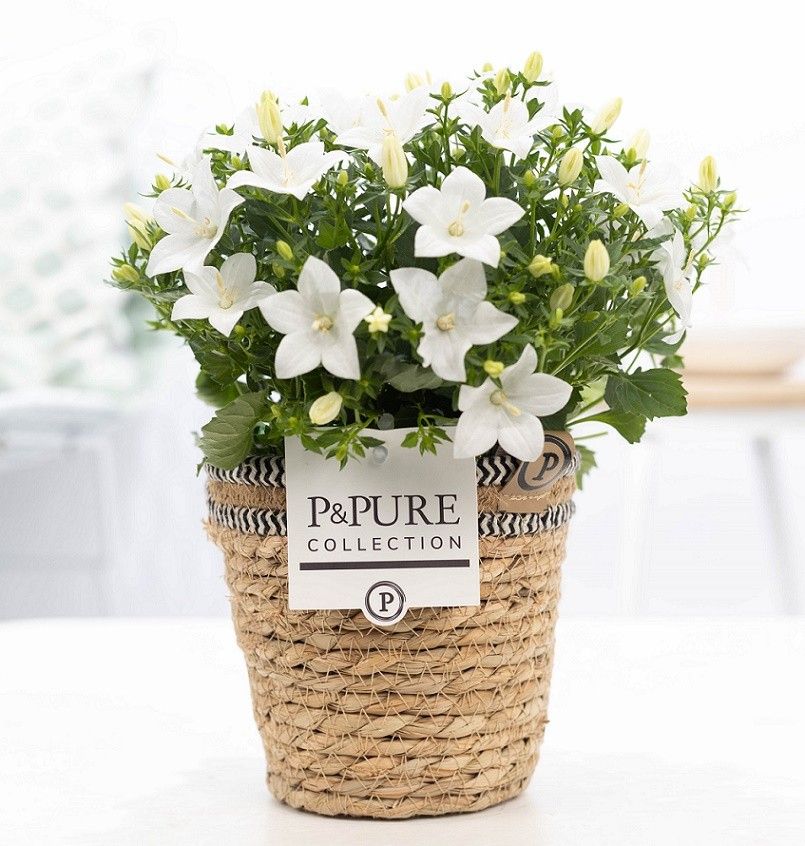 Campanula 'Atlanta' Pure Basket, D 15