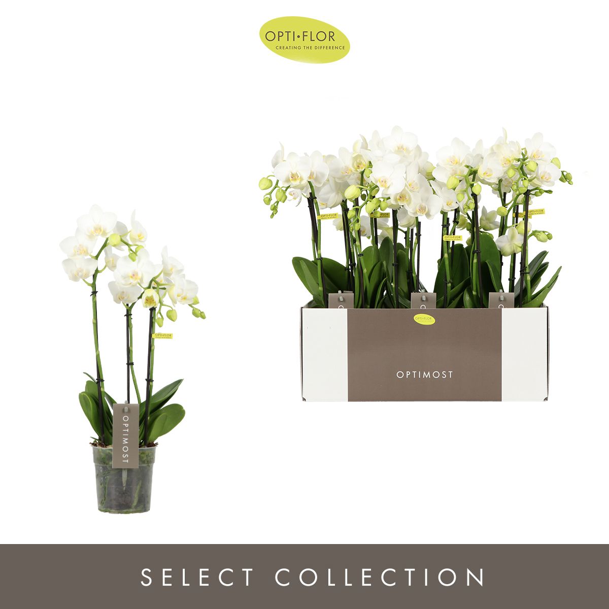 Optimost Amabilis Starrion 3 spike, D 12 cm