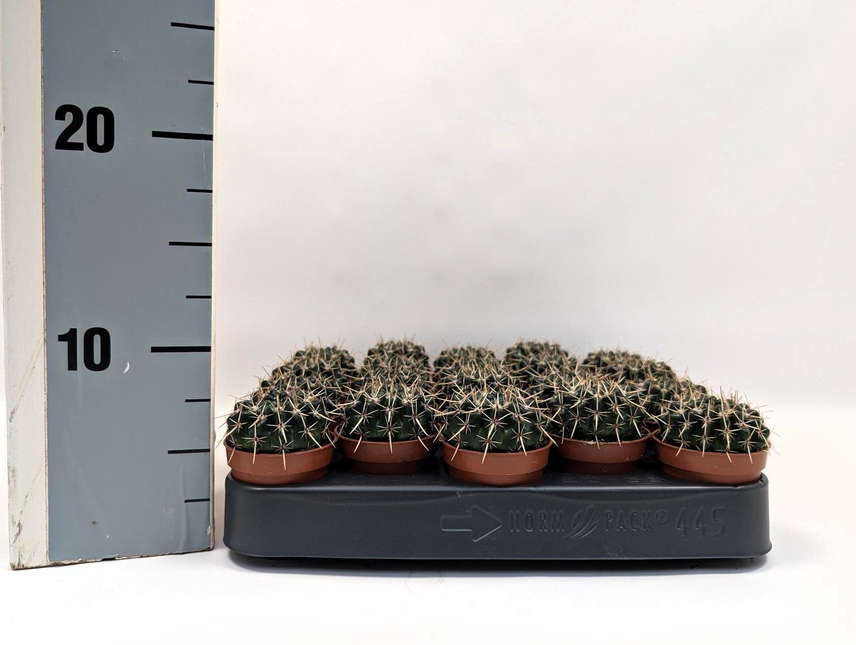 Notocactus mammulosus 5,5 cm, D 5,5