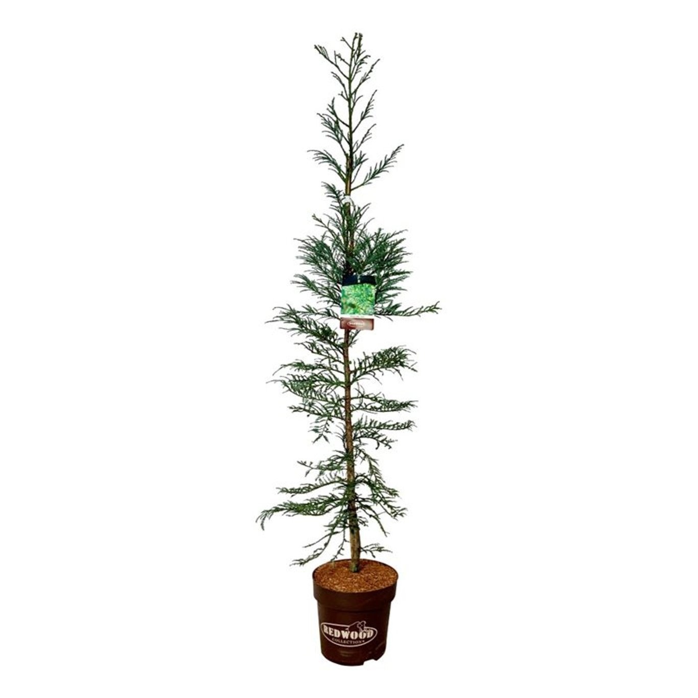 Sequoia sempervirens 'Xeno', D 32