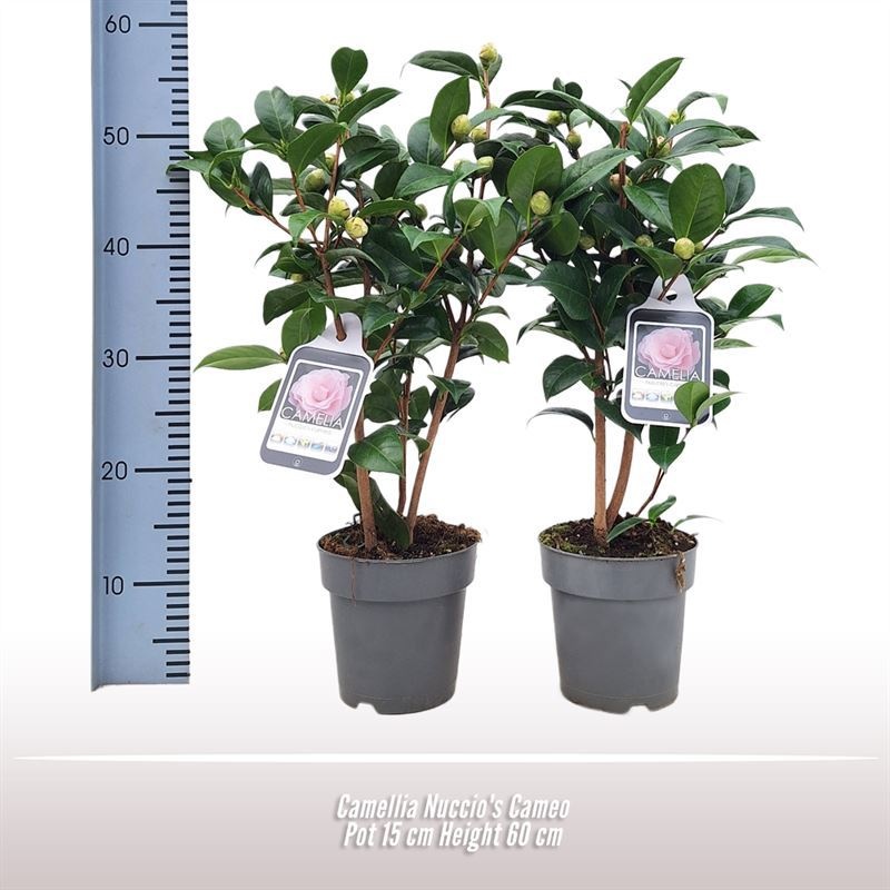 Camellia Nuccio's Cameo, D 15