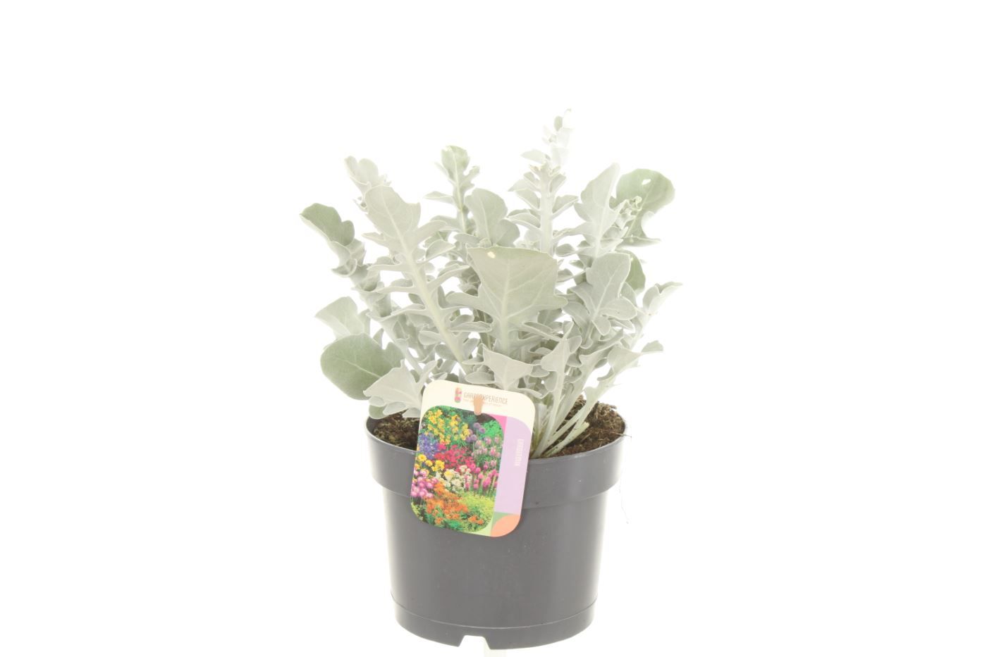 Centaurea ragusina Silver Swirl, D 17