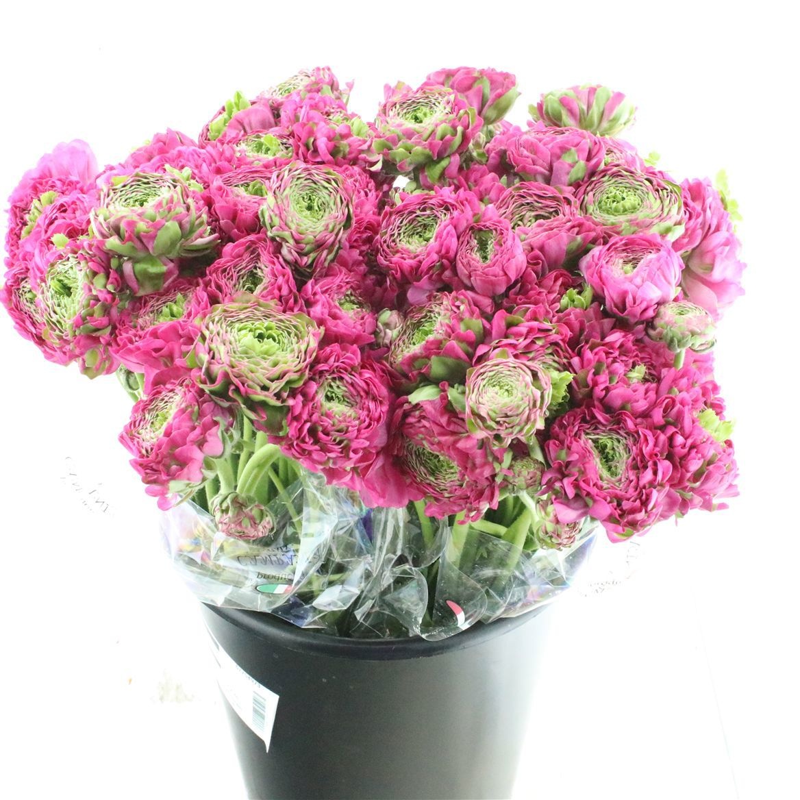 Ранункулус Пон Пон Фэнни 40, шт.