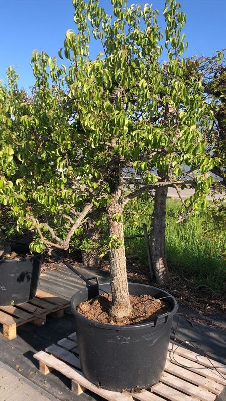 Pyrus comm. Conference 25 jaar Handpeer - 25 jaar, D 90