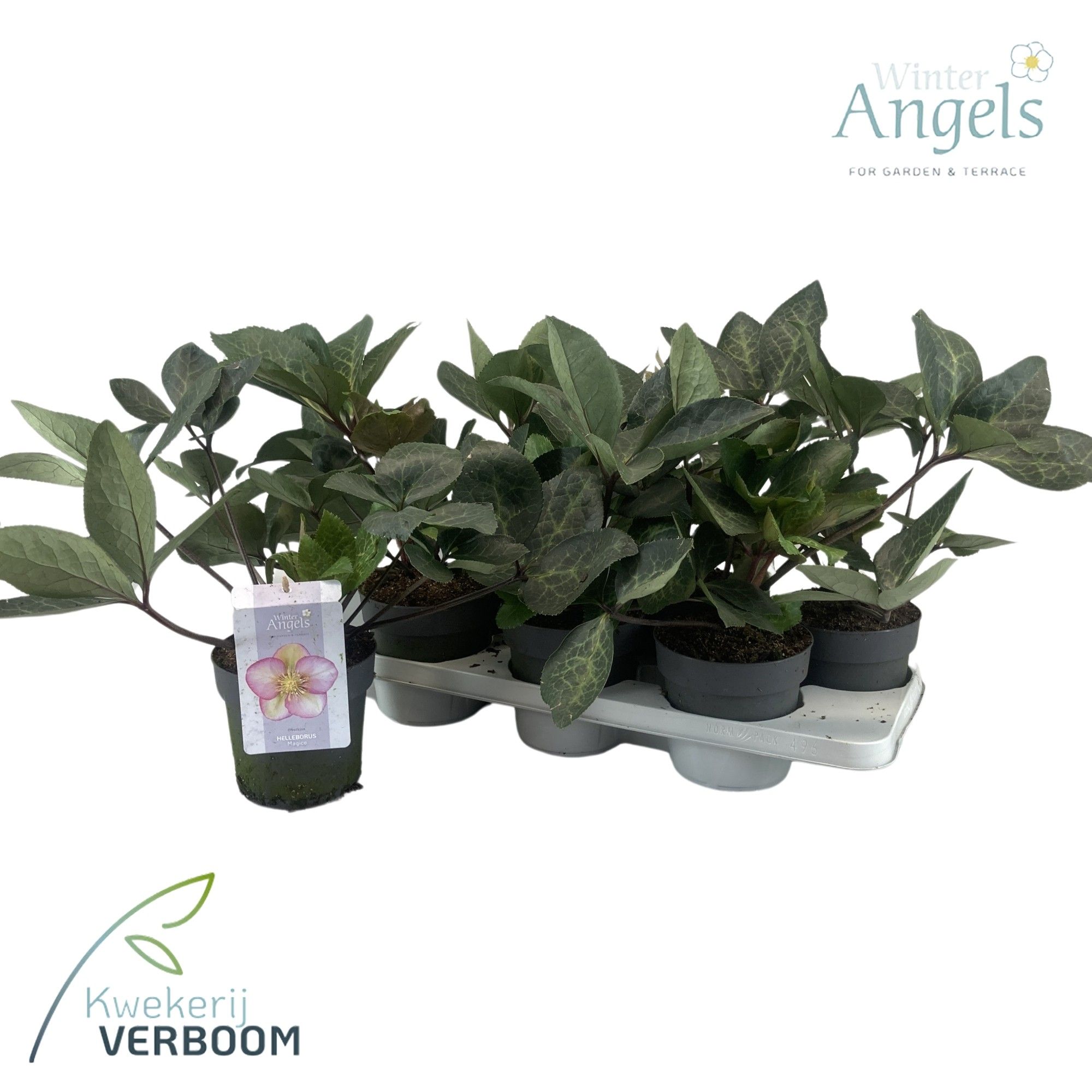 Helleborus Frostkiss Magico GROEN, D 15 cm