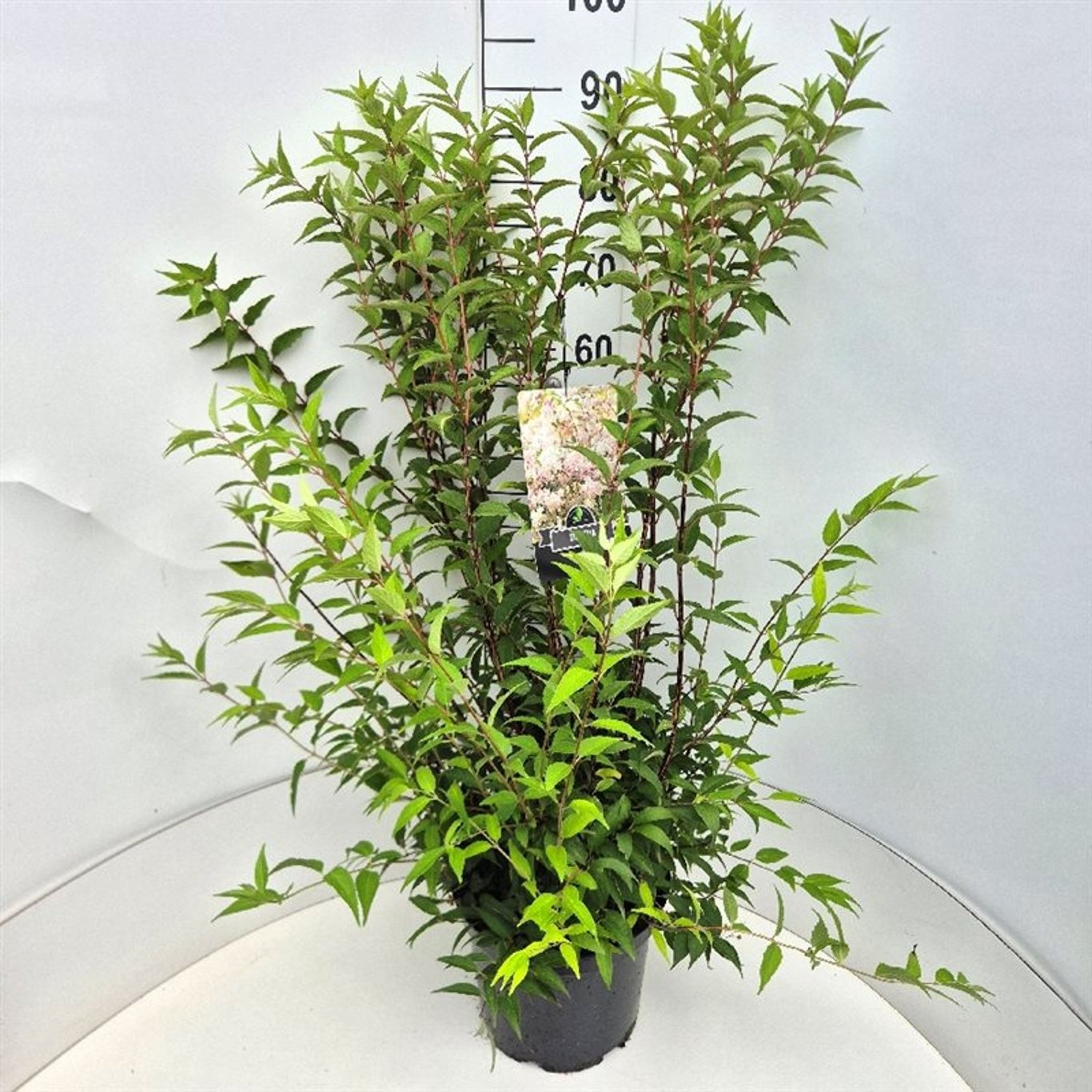Deutzia rosea, D 28