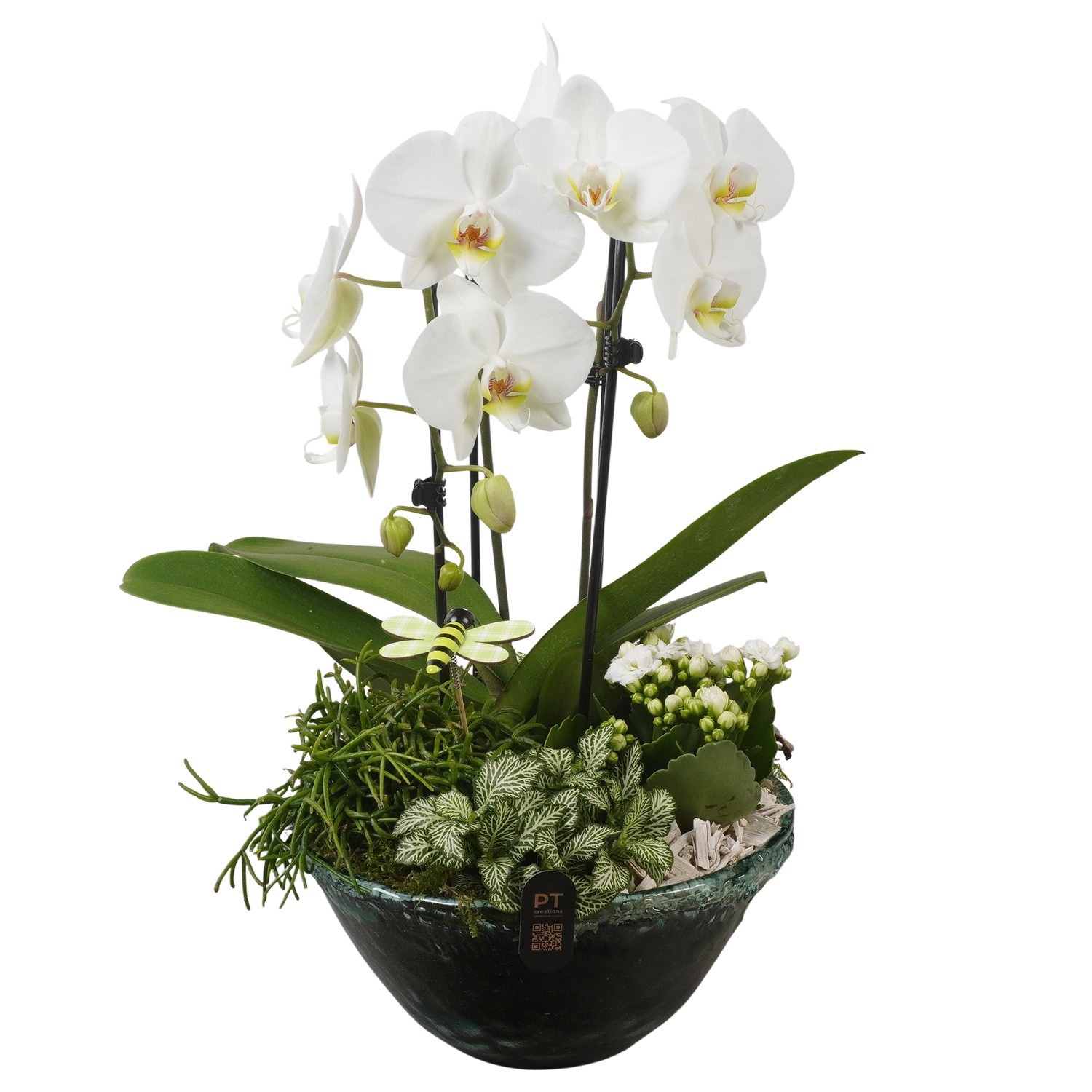 PTIG2719 Arrangement Indoor in glas schaal, D 26