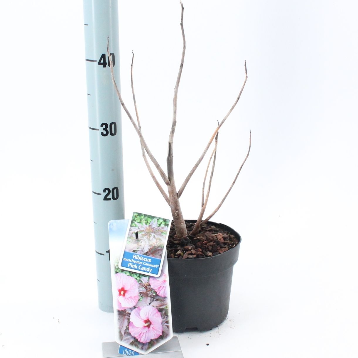 Hibiscus Carousel Pink Candy ('Tahi12'PBR), D 17