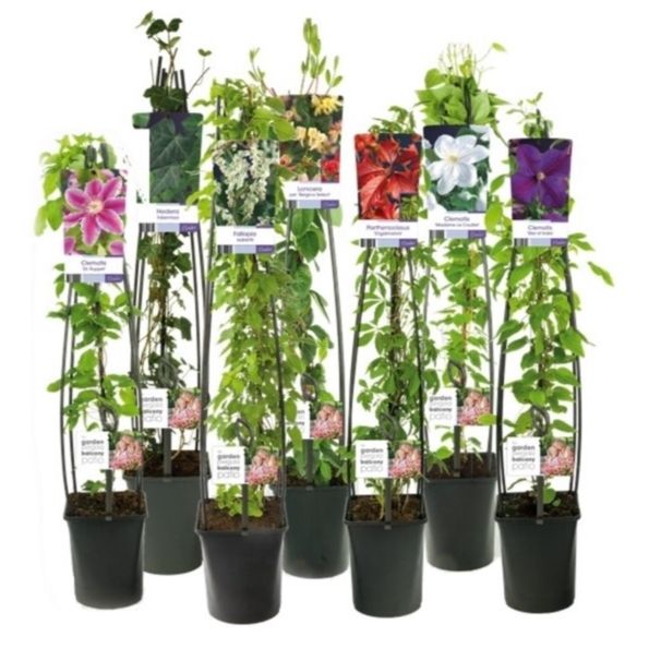 Mixshelf 50% Clematis, 50% Climbers +light label, D 23