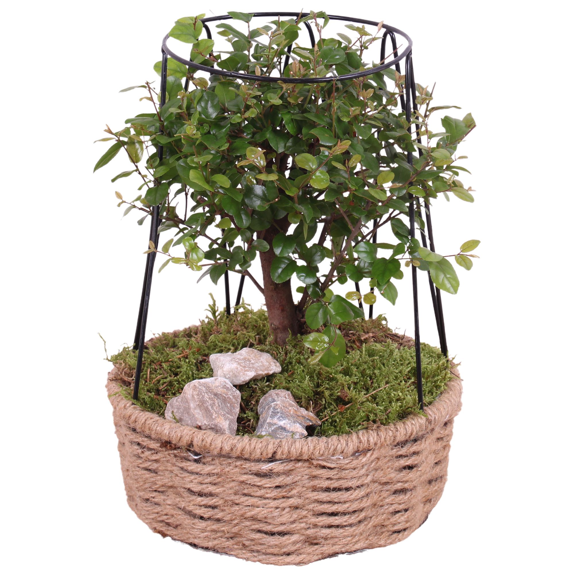 Bonsai Indoor Ø15cm Ball Shape in Frametower Rope Pot Ø21cm, D 21