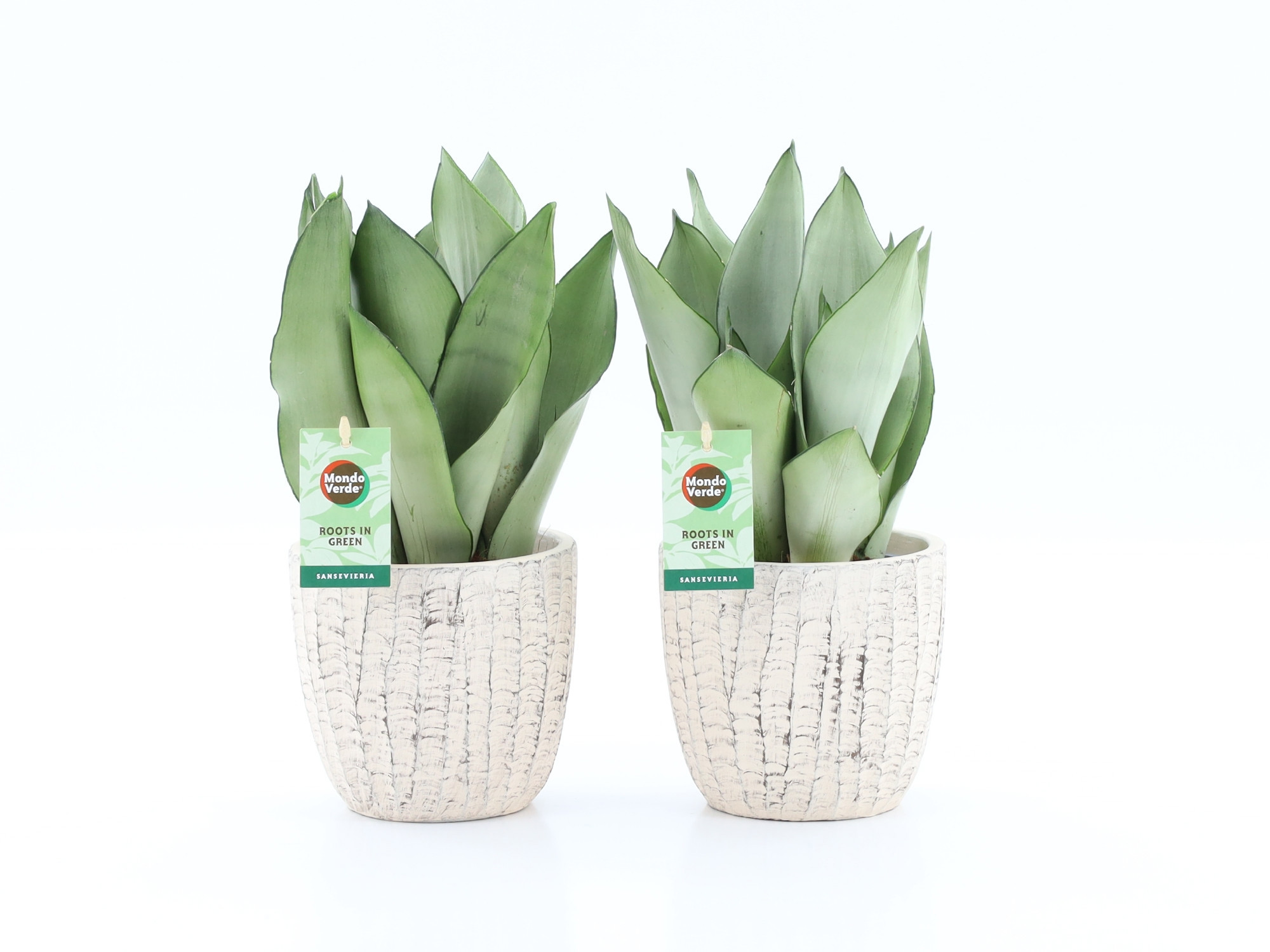 Sansevieria Moonshine in Sculpture keramiek, D 13