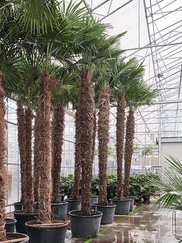 Trachycarpus fortunei (520-580), D 80