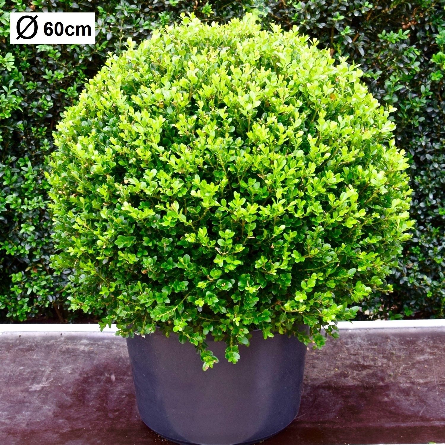 Buxus microphylla 'Faulkner' 60cm bol, D 40