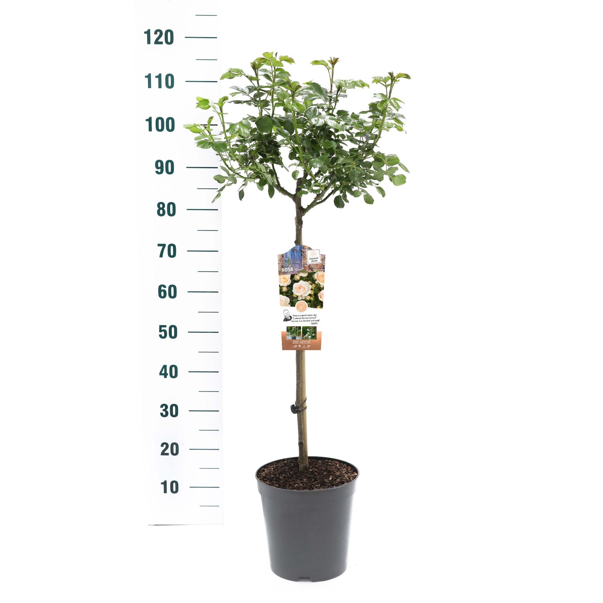 Rosa 'Sirius'- 60 Stam - Exclusive Collection, D 24 cm