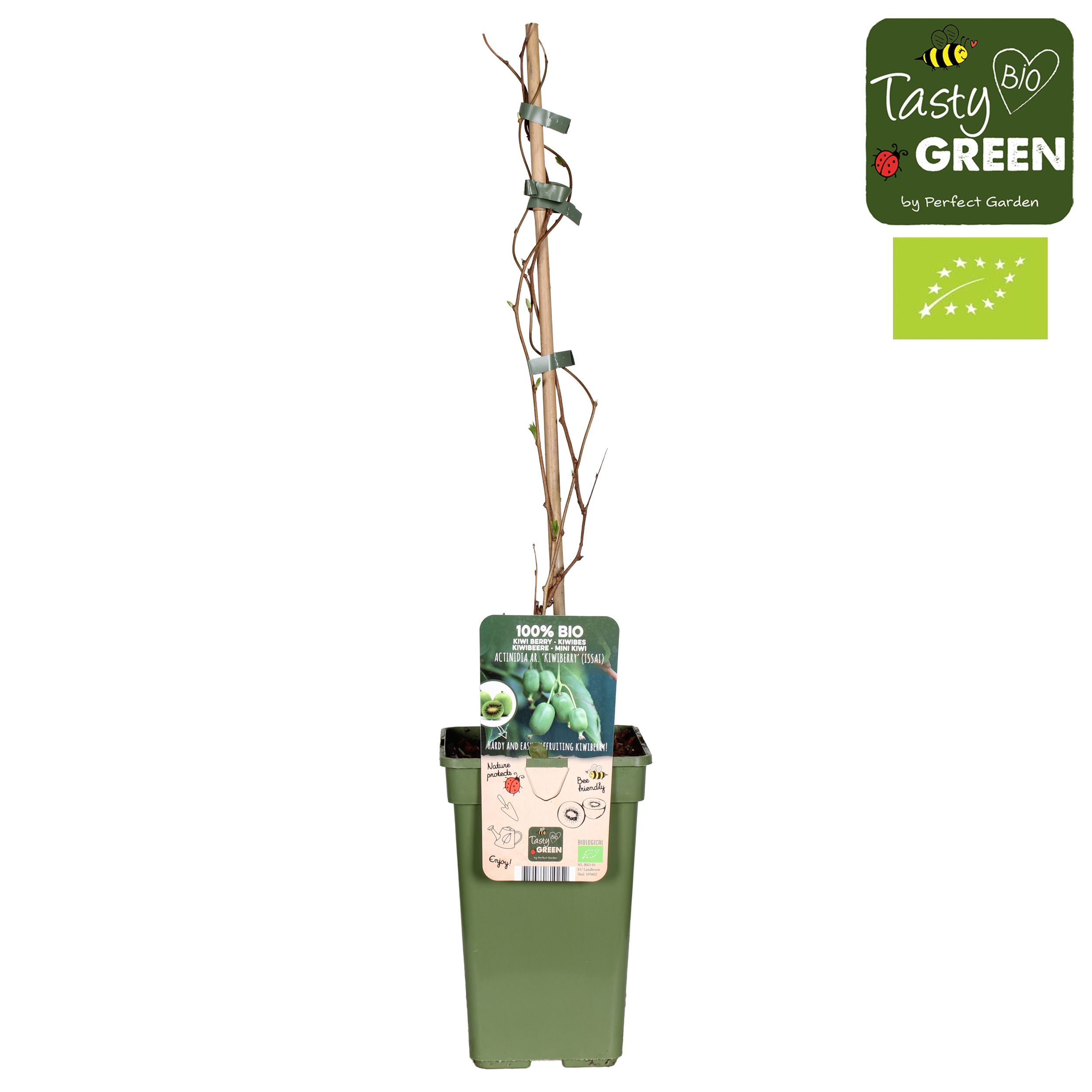 Actinidia arguta 'Kiwiberry' (Issai) Bio P19, D 19