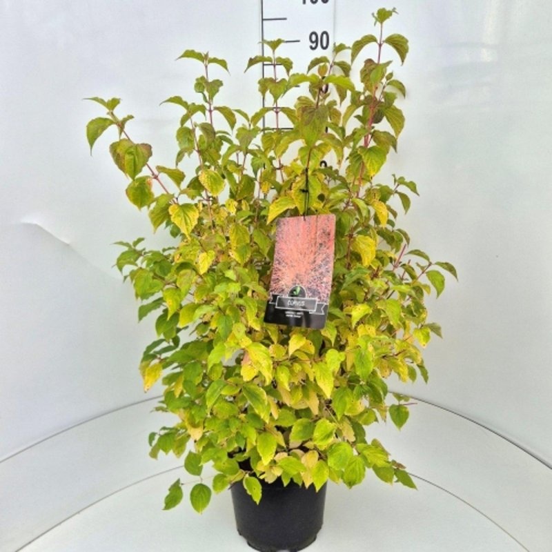 Cornus sang. 'Anny's Winter Orange', D 29 cm