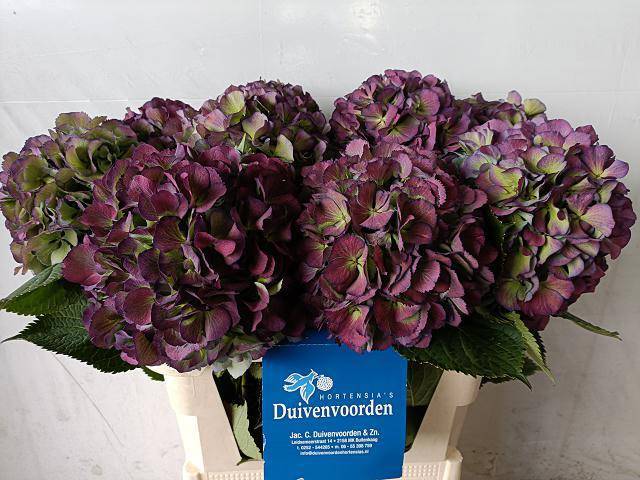 Гортензия Элбтал Классик 80, шт.