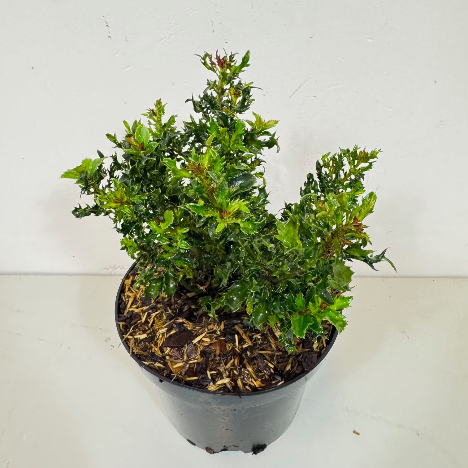 Ilex meservae 'Horstmann Mini', D 17