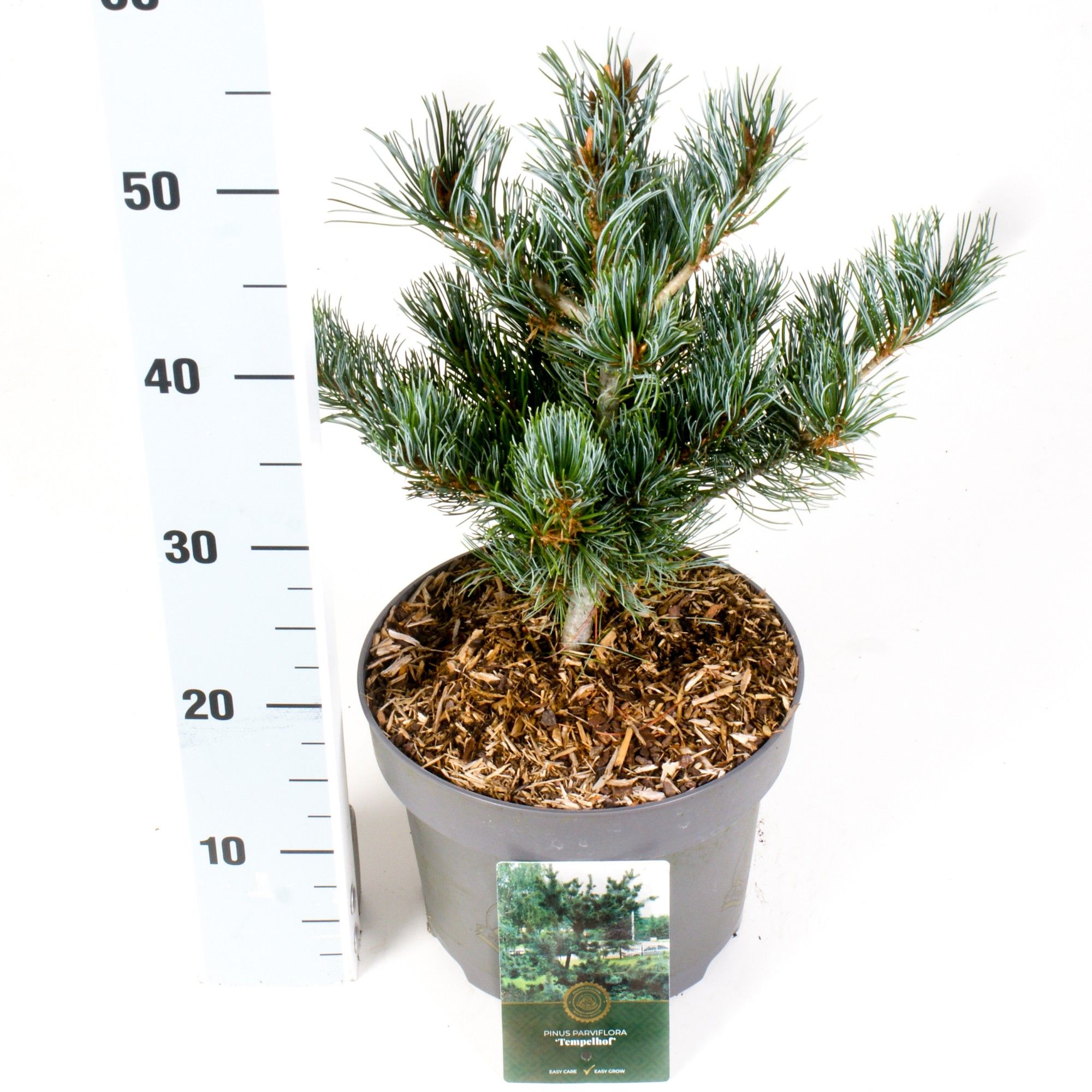 Pinus p. 'Tempelhof', D 23