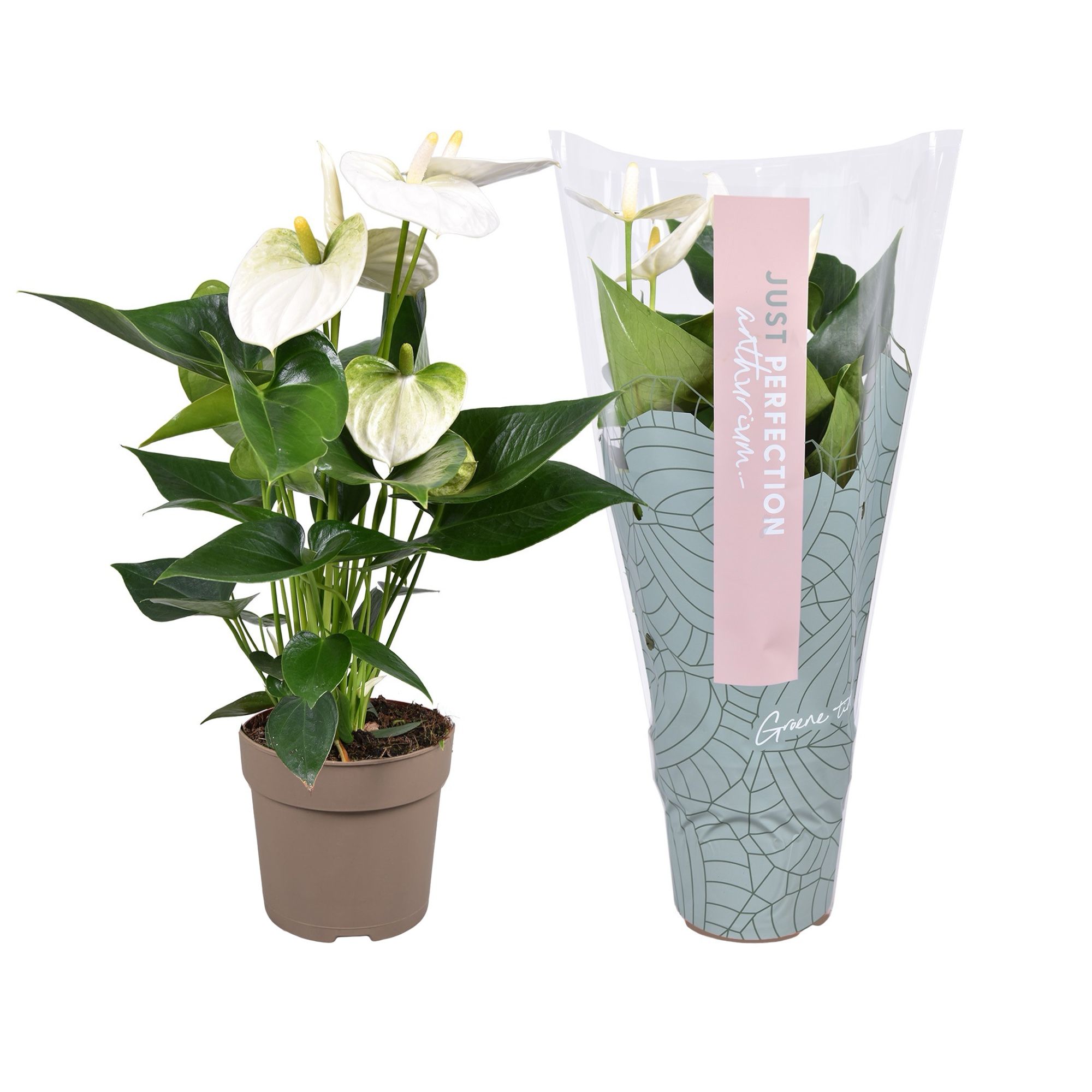 Anthurium Cocos ''Just perfection®'' (XL-Flowers), D 12
