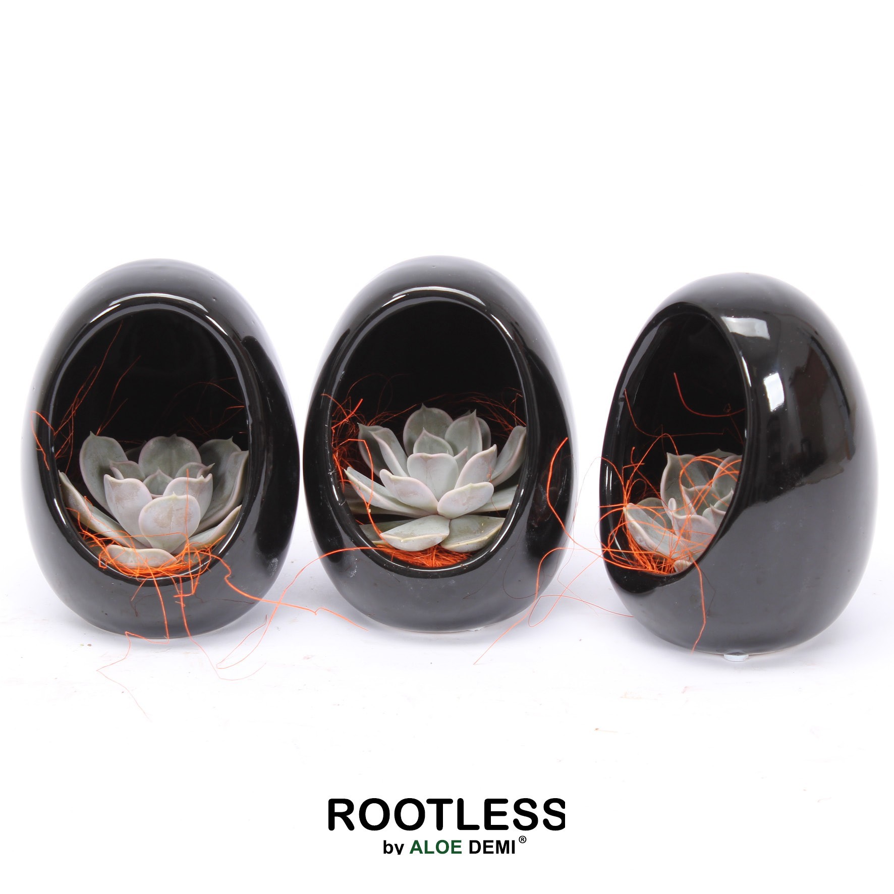 ROOTLESS Echeveria, Egg black Halloween, D 10 cm