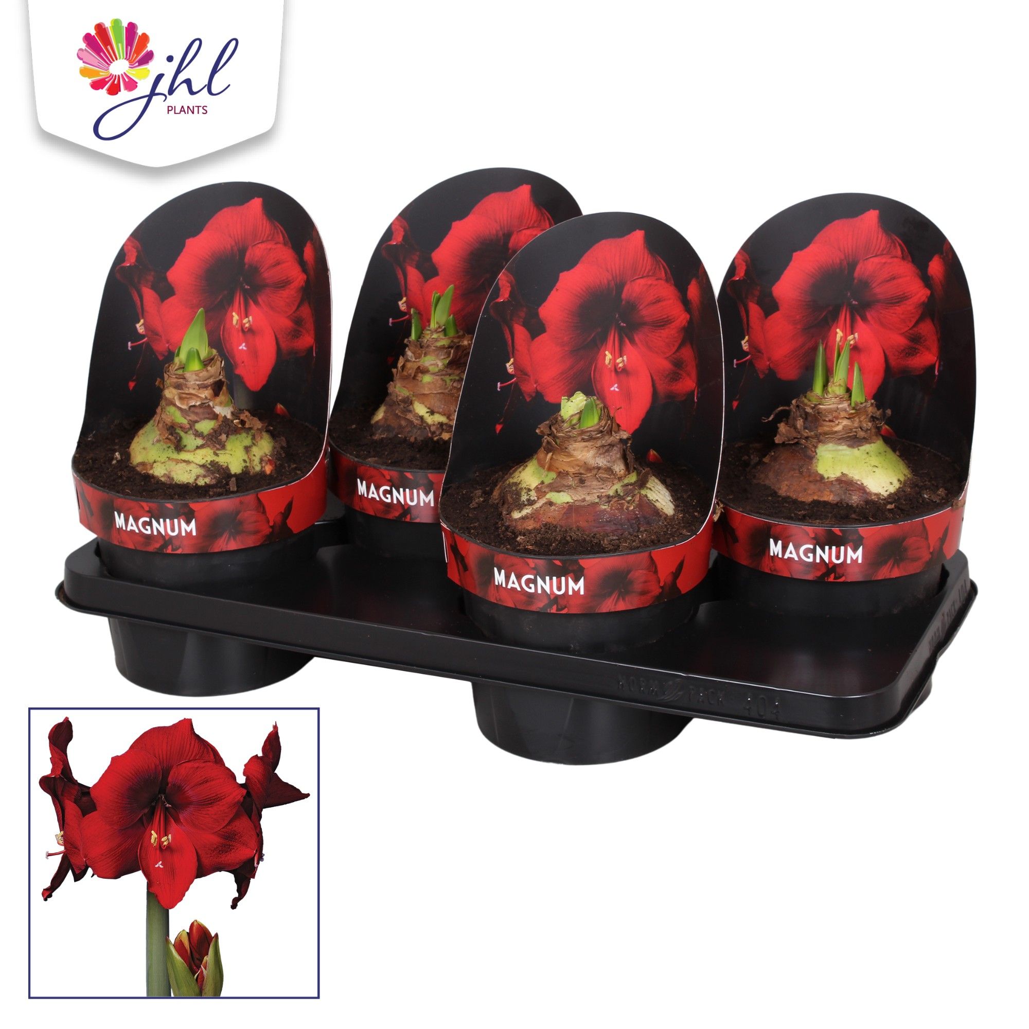 Amaryllis MAGNUM, D 17 cm Amaryllis MAGNUM, D 17 cm